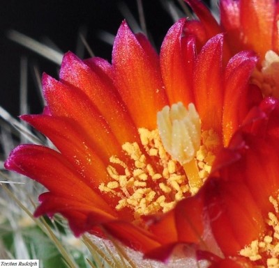 parodia (4).JPG