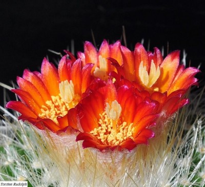 parodia (2).JPG