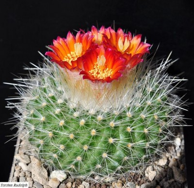 parodia (3).JPG