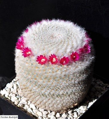 Mamillaria albilanata