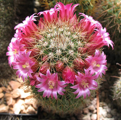 Mammillaria gasterantha Rep 934