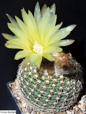 Notocactus arnostianus