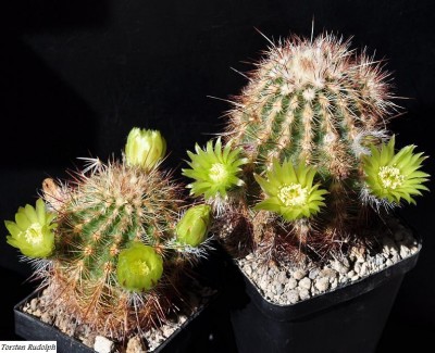 echinocereus.JPG