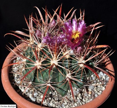 Ferocactus fordii DJF 7
