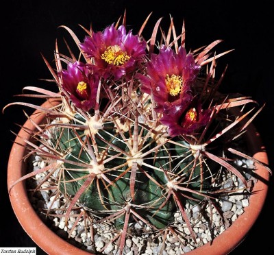 fordii DJF7.JPG