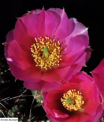 opuntia (3).JPG