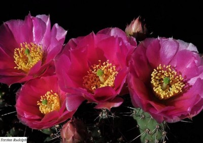 opuntia (8).JPG