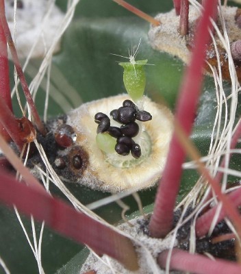 Feroc. gracilis var. coloratus_Viviparie_140524_3684-a.jpg