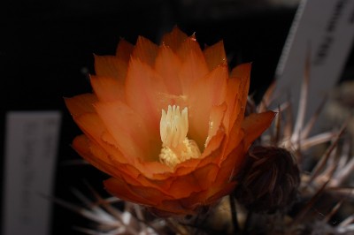 Eriosyce heinrichiana 2014 Mai30-8.jpg