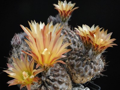 Eriosyce heinrichiana (Nc. mebbesii) 2012 Juno12-2.jpg