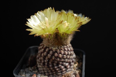 Eriosyce napina ssp. lembckei (Nc. atra exHH) 2014 Mai23.jpg
