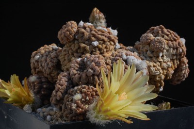 Eriosyce odieri ssp. glabrescens (Nc. glabrescens exHH) 2013 Juno12-4.jpg