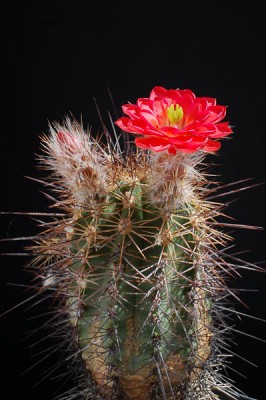 Echinocereus polyacanthus 2013 Mai01-7.jpg