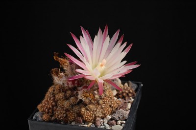 Eriosyce esmeraldana FK795, Las Lomitas 2014 Juno06-1.jpg