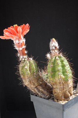 Echinocereus scheerii f. obscuriensis, El Creel 2014 Juno07-10.jpg