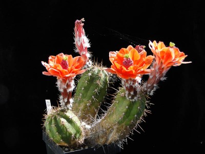 Echinocereus scheerii v. obscuriensis 2011 Juno04-4.jpg