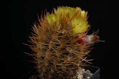 Eriosyce iquiquensis FR268 (Nc. aricensis) 2014 Juno07-3.jpg