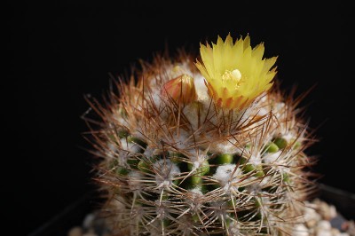 Eriosyce iquiquensis (Np. iquiquensis) 2014 Mai23-2.jpg