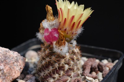Eriosyce recondita ssp. iquiquensis FR712 (Py. saxifragus) 2013 Juno15-3.jpg