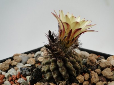 Eriosyce recondita ssp. recondita (vexata ex deH) 2010 September05 035.jpg