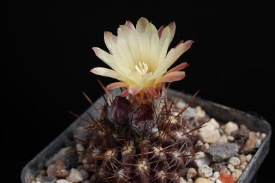 Eriosyce recondita (Nc. vexata), Morro Moreno 2013 Juno15-4.jpg