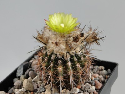 Eriosyce islayensis APN 2011 September15-2.jpg