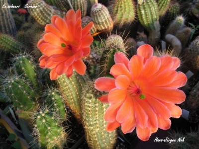 Eine Pflanze aus diesem Bereich mit der größten Blüte