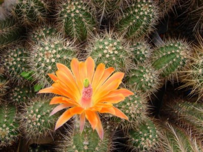 salm-dyckianus mit gelber Blüte stammt von Herrn Kunzmann