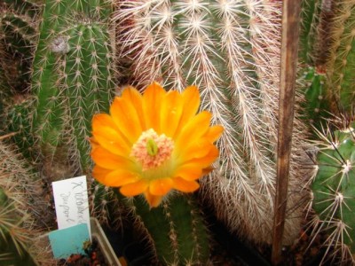 salm-dyckianus mit gelber Blüte stammt von Herrn Kunzmann
