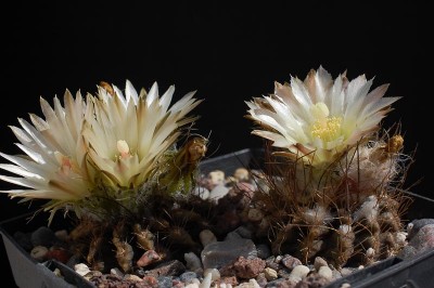 Eriosyce taltalensis ssp. pilispina WK933 2014 Juno09-4.jpg