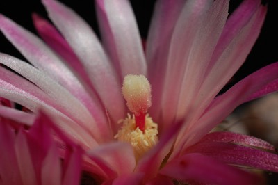 Eriosyce esmeraldana WM014, östl. Esmeralda 2014 Juno09-6.jpg