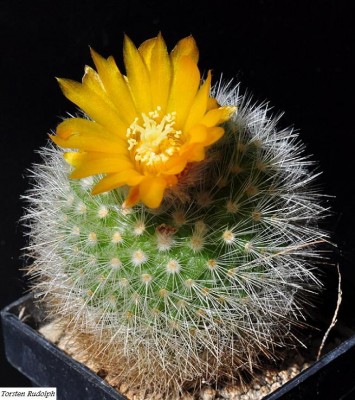 Parodia (2).JPG