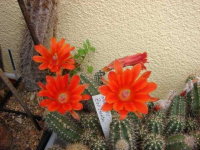 Ec. salm-dyckianus mit roter Blüte