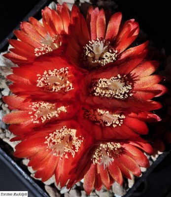 Parodia (2).JPG