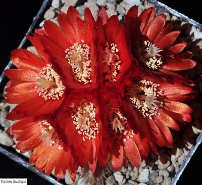 Parodia (5).JPG