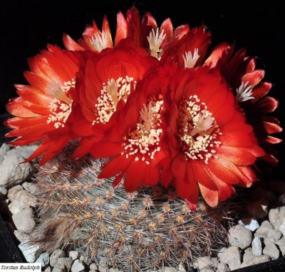 Parodia (6).JPG