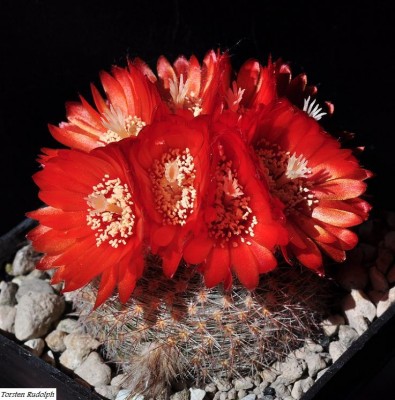 Parodia (4).JPG
