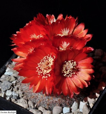 Parodia (3).JPG