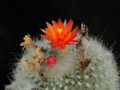 Notocactus haselbergii 2011 Mai13-2.jpg