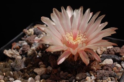 Eriosyce occulta, Taltal 2014 Juno12-2.jpg