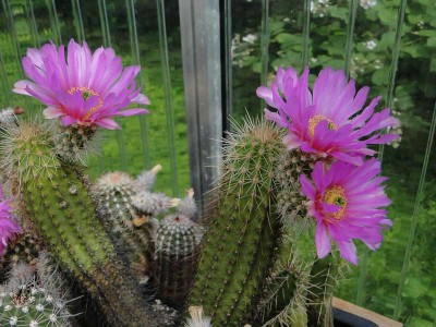 Echinocereus spinegematus 2012 Juli05.jpg