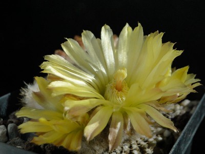 Eriosyce krausii WK750 (Nc. longirapa), Portofino 2014 Juno15-4.jpg