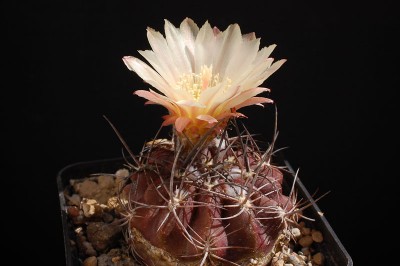 Eriosyce aspillagae ssp. maechleri FK755 (E. aspillagae ssp. melchersii) 2014 Juno18-3.jpg