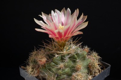 Eriosyce aspillagae 2013 Juno18-2.jpg