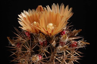 Eriosyce curvispina v. tuberisulcata 2014 Juno18-5.jpg