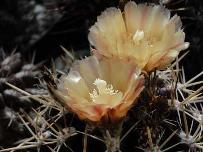 Eriosyce curvispina v. mutabilis (Ho. horridus) 2012 Juno04.jpg