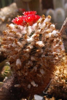 Parodia lauii aff. 2014 Juno14-1.jpg