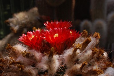 Parodia lauii aff. 2014 Juno14.jpg
