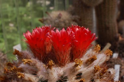 Parodia lauii aff. 2014 Juno18.jpg