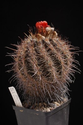 Parodia culpinensis 2014 Juno20-5.jpg